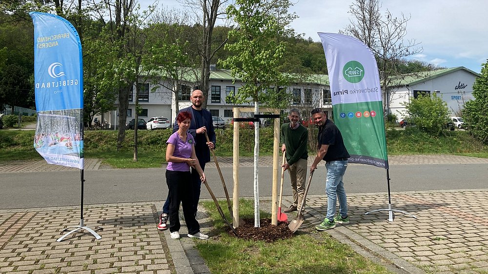 Im Rahmen der Initiative „Pirna 800“ pflanzte die AG Stadtmarketing einen Baum 