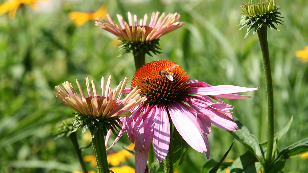 Blühende Grünanlagen in Pirna Bienen auf Blüten einer Pirnaer Grünanlage