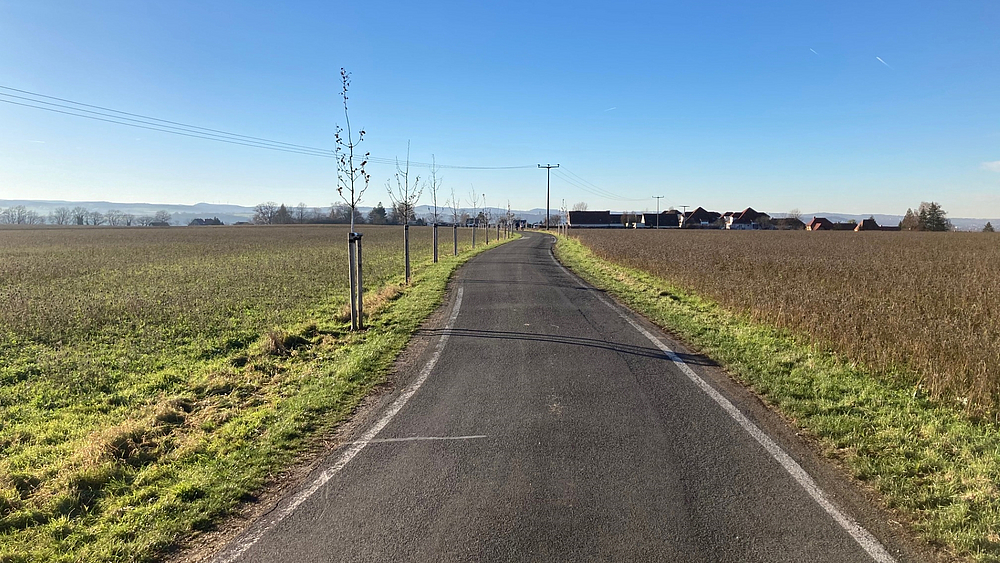 neu angelegte Allee entlang der Bernhard-Muth-Straße