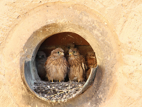 Falkennest am StadtMusem Pirna Falkenkücken beobachten