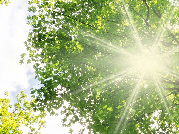 Energie und Umwelt Baumkronen durch die Sonne scheint