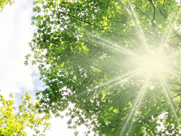 Energie und Umwelt Baumkronen durch die Sonne scheint