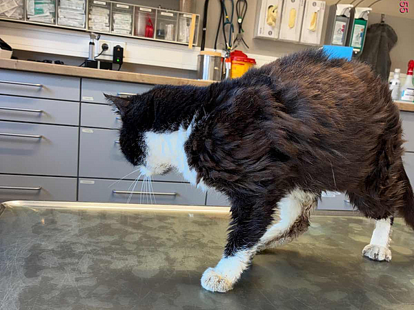 Fundkater sucht zu Hause Fundkater schwarz-weiß sucht zu Hause