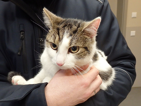 Fundkatze Fundkatze Gartenstraße