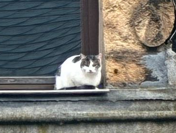 Fundkatze Fundkatze Gartenstraße