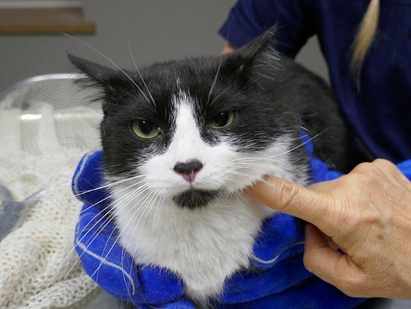 Kater schwarz-weiß gefunden in Pirna
