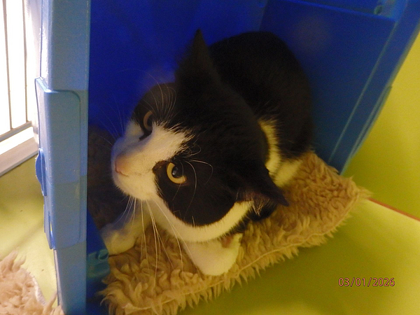 Fundkater sucht zu Hause Fundkater in der Tierklinik Stolpen