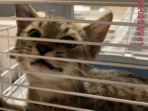 Fundkatze Schlossstraße Fundkatze Schlossstraße