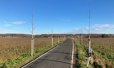 Allee-Pflanzung entlang der Bernhard-Muth-Straße einseitige Pflanzung von Bäumen entlang der Bernhard-Muth-Straße