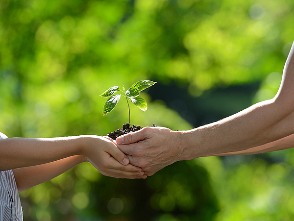 Klimaschutz in Pirna Zwei Hände halten Pflänzlein als Sinnbild für Klimaschutz in Pirna
