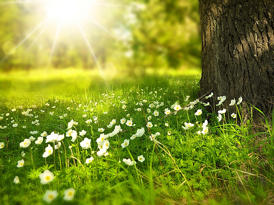 Klima- und Naturschutz Wiese bei aufgehender Sonne